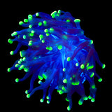 Green Tip Frammer Coral