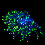 Green Tip Frammer Coral