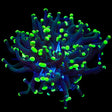 Green Tip Frogspawn Coral