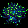 Green Tip Frogspawn Coral