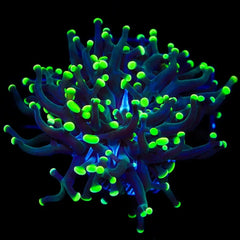 Green Tip Frogspawn Coral