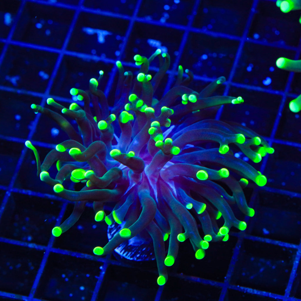 Green Tip Frogspawn Coral