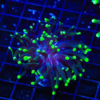 Green Tip Frogspawn Coral