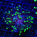Green Tip Frogspawn Coral