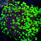 Green Tip Frogspawn Coral