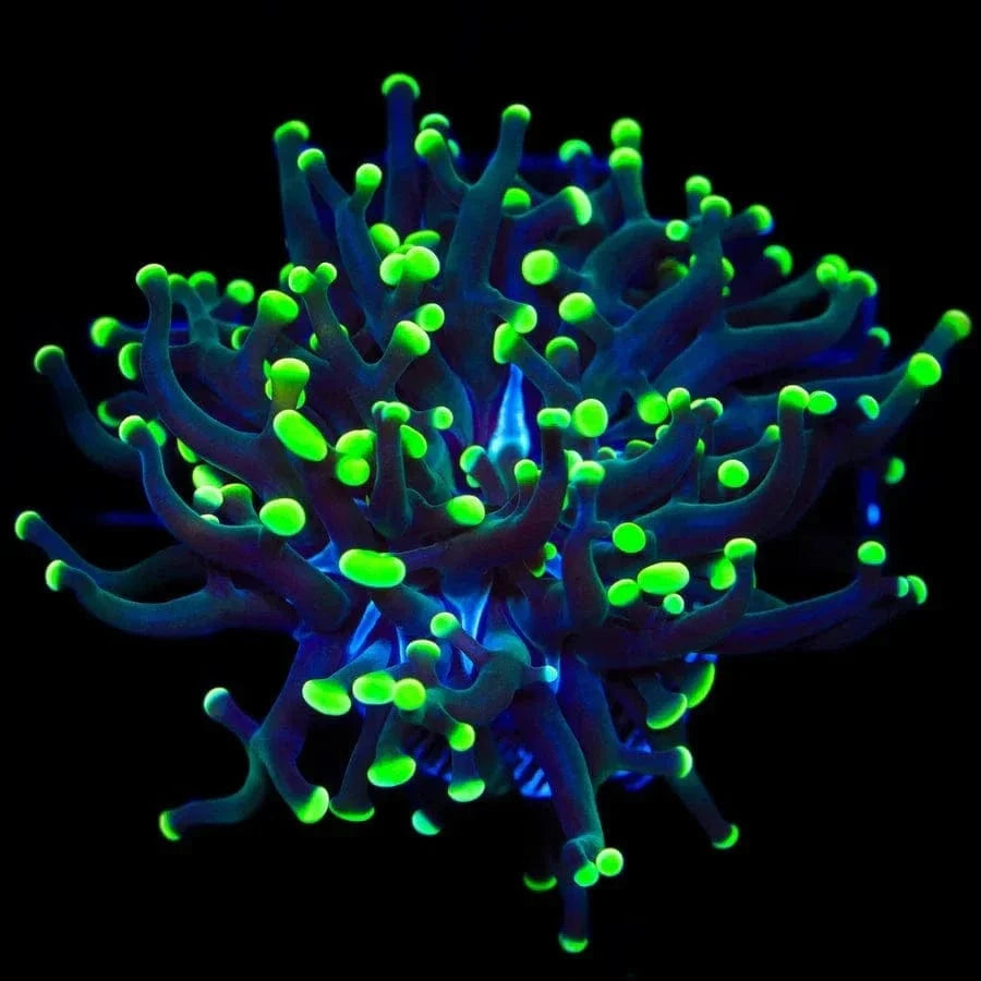 Frogspawn Colour Green Tip Frogspawn Coral – Top Shelf Aquatics