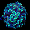 Green Tip Hammer Coral