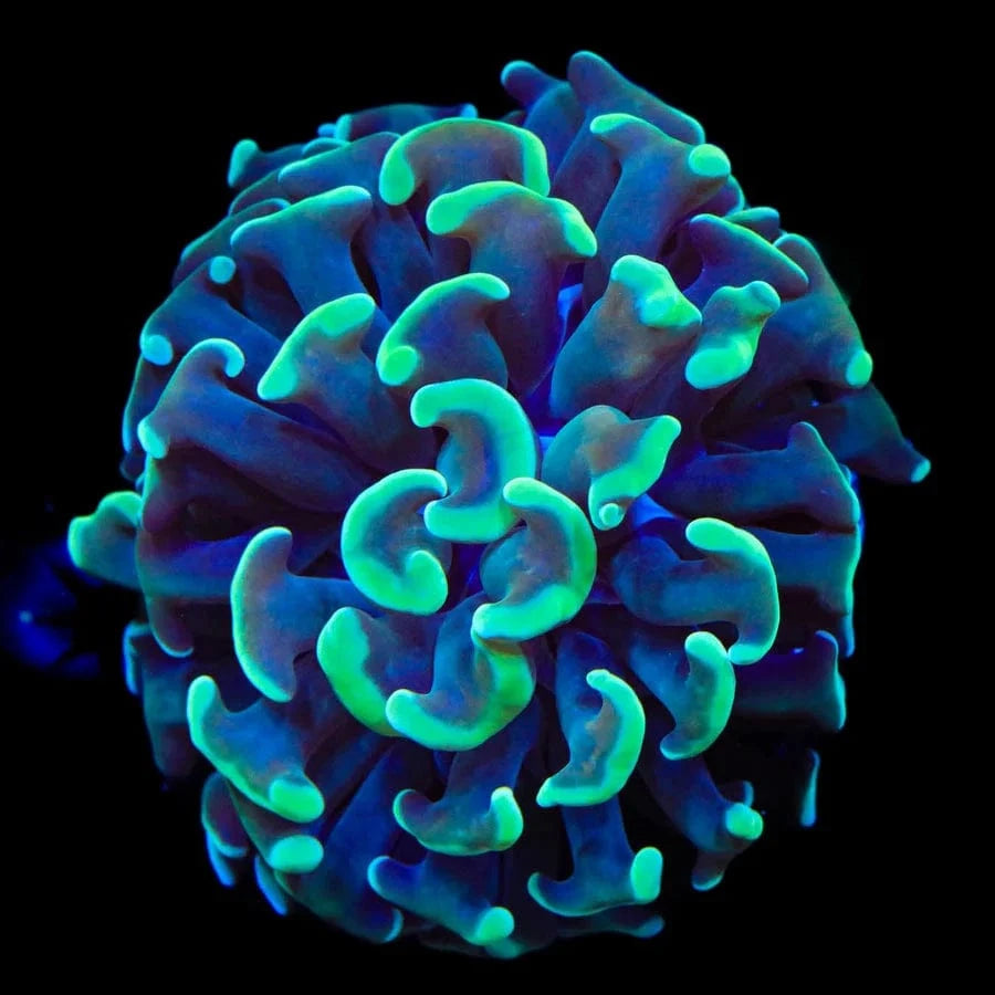Green Tip Hammer Coral