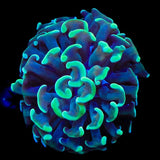 Green Tip Hammer Coral