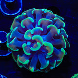 Green Tip Hammer Coral
