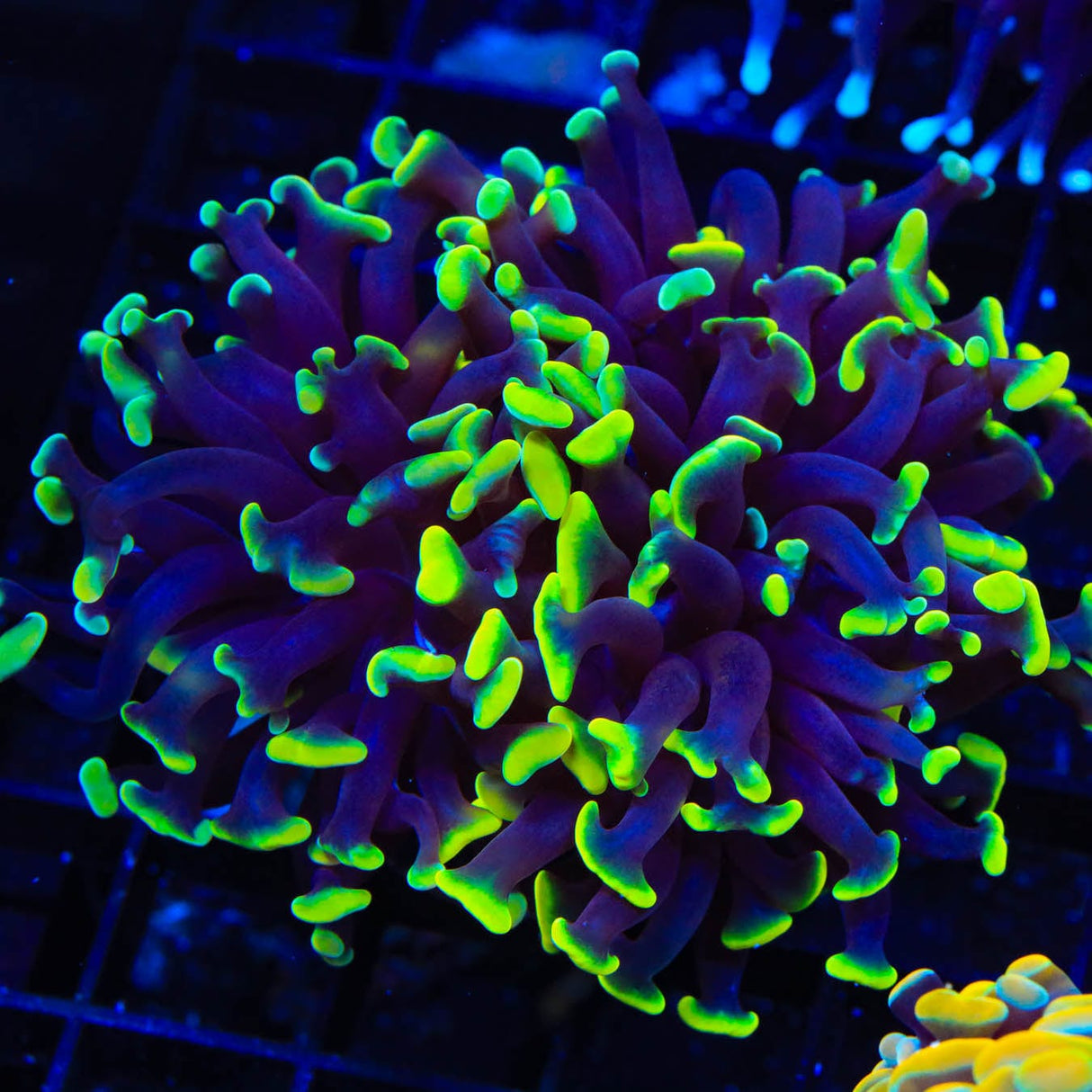 Green Tip Hammer Coral