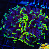 Green Tip Hammer Coral
