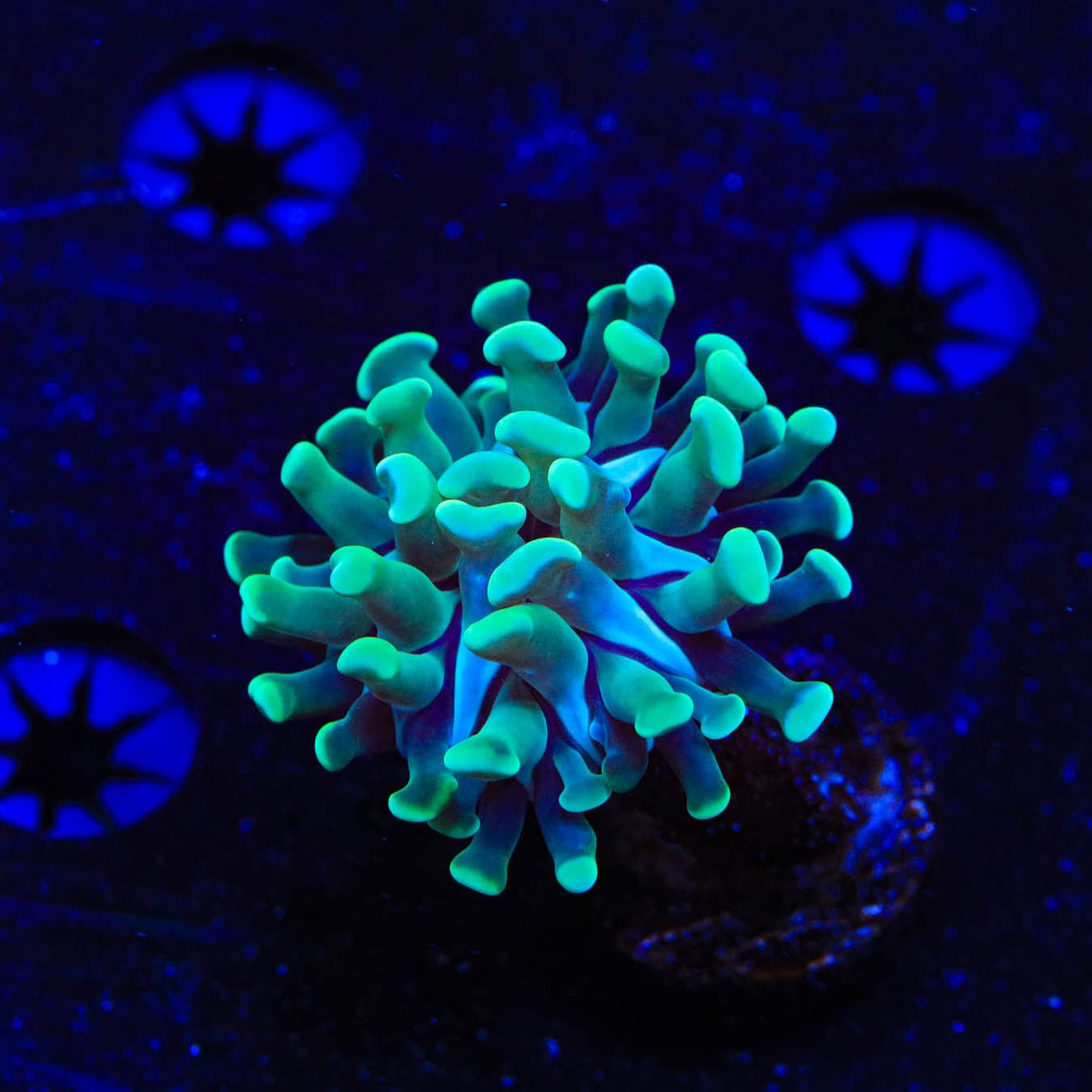 Green Tip Hammer Coral