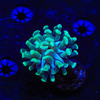 Green Tip Hammer Coral