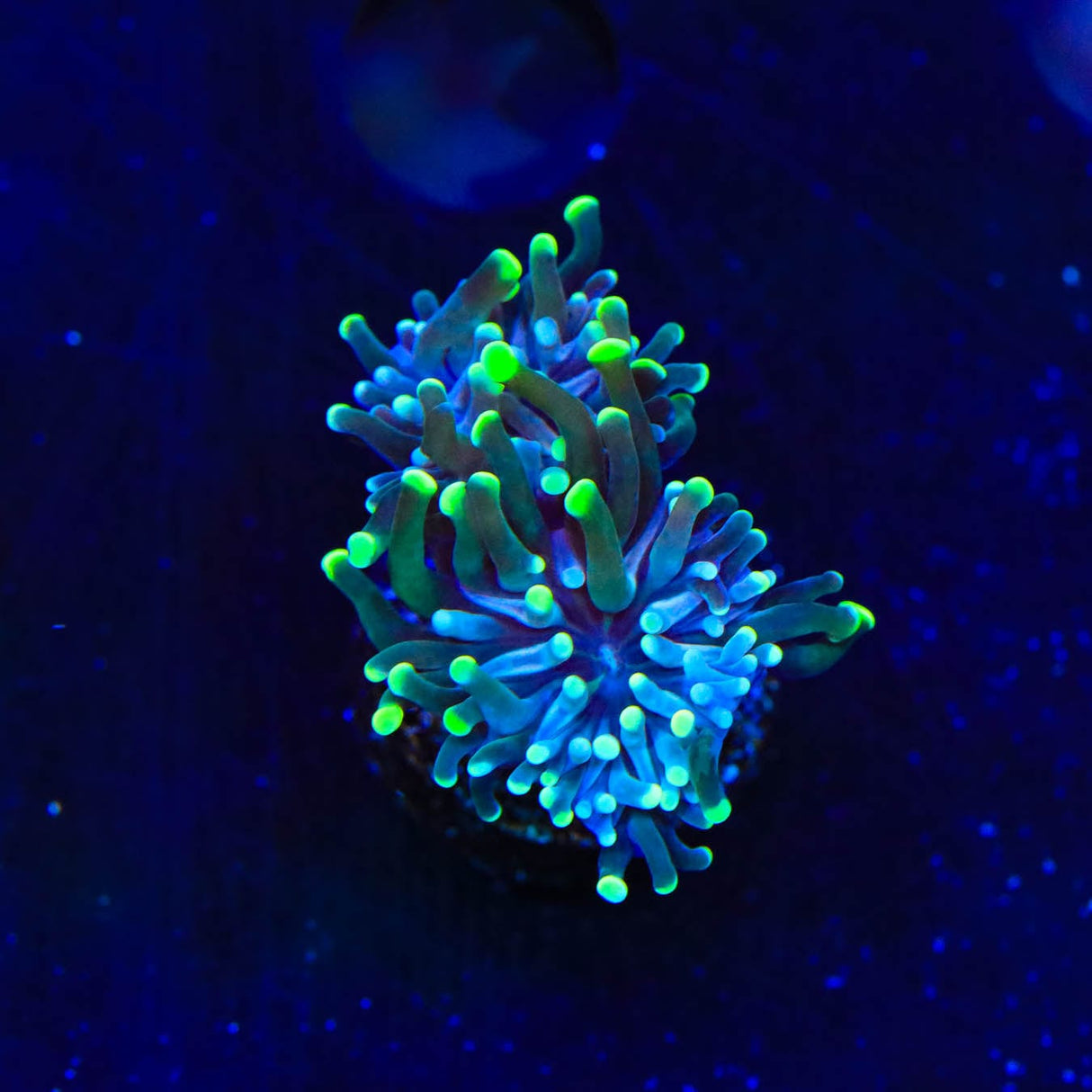 Green Tip Torch Coral