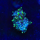 Green Tip Torch Coral
