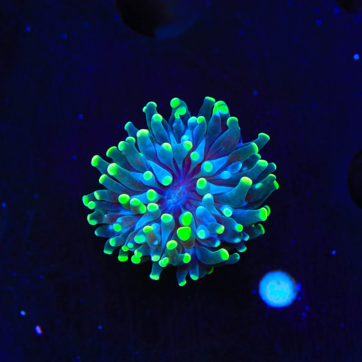 Green Tip Torch Coral
