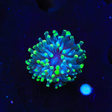 Green Tip Torch Coral