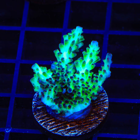 Greg Hiller's Aqua Delight Acropora Coral