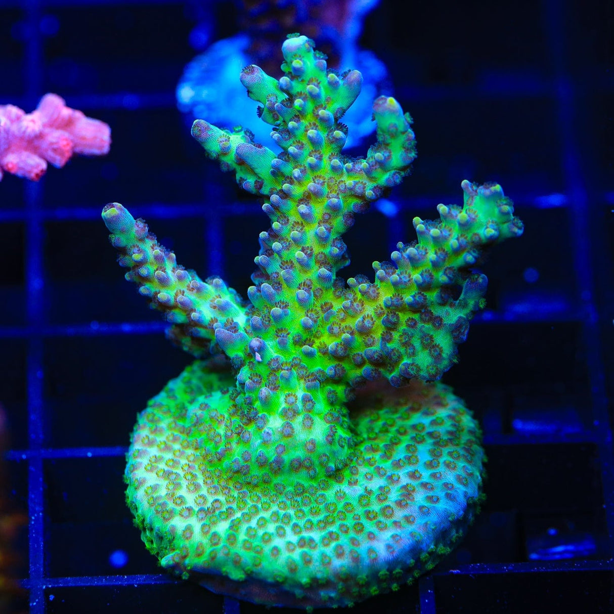 Greg Hiller's Aqua Delight Acropora Coral