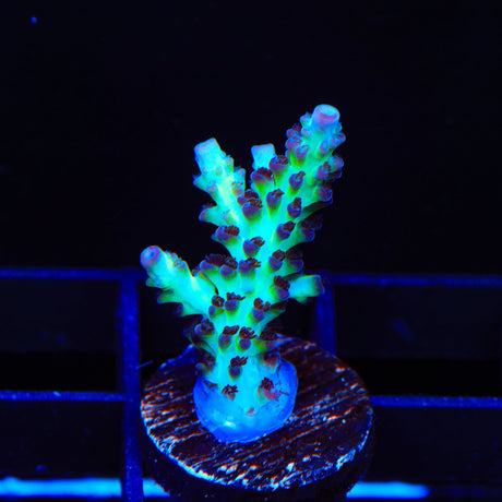 Greg Hiller's Aqua Delight Acropora Coral