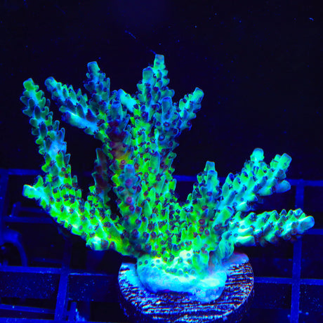 Greg Hiller's Aqua Delight Acropora XL Coral