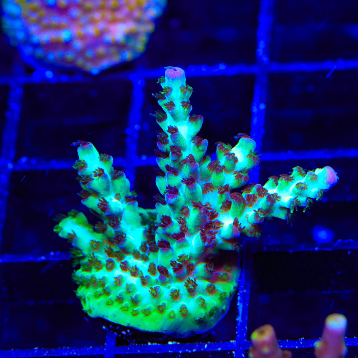 Greg Hiller's Aqua Delight Acropora XL Frag Coral