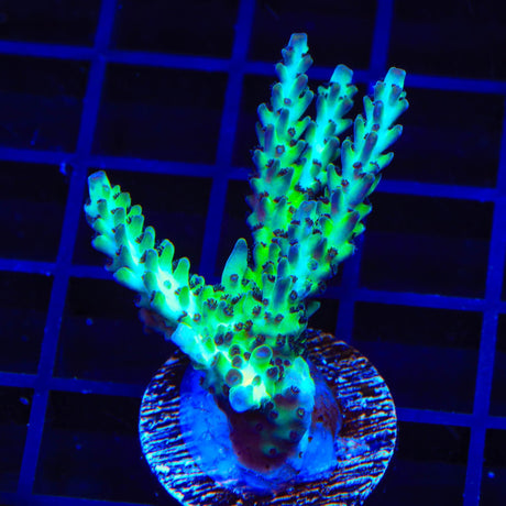 Greg Hiller's Aqua Delight Acropora XL Frag Coral