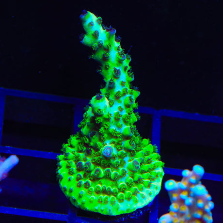 Greg Hiller's Aqua Delight XL Frag Coral