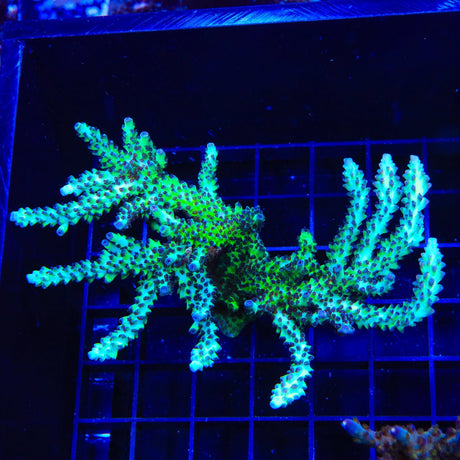 Greg Hillers Aqua Delight Acropora Colony Coral