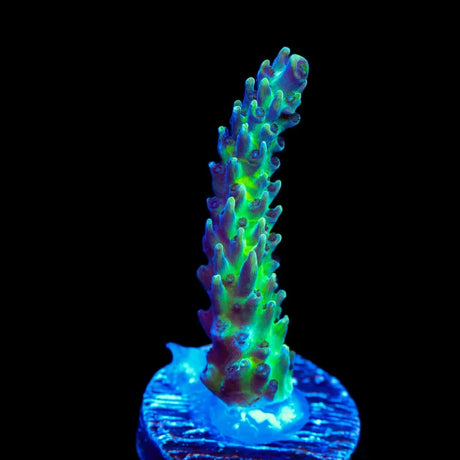 Greg Hillers Aqua Delight Acropora Coral