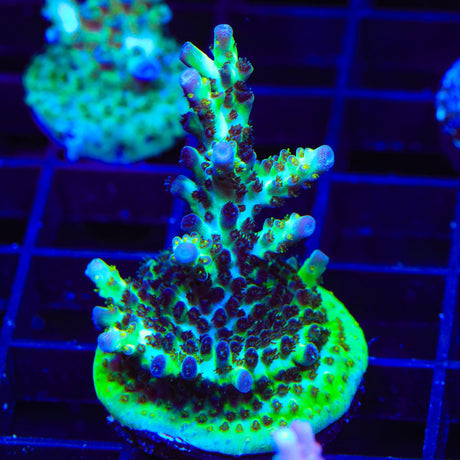 Greg Hillers Aqua Delight Acropora Coral