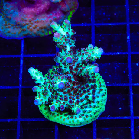 Greg Hillers Aqua Delight Acropora XL Frag Coral