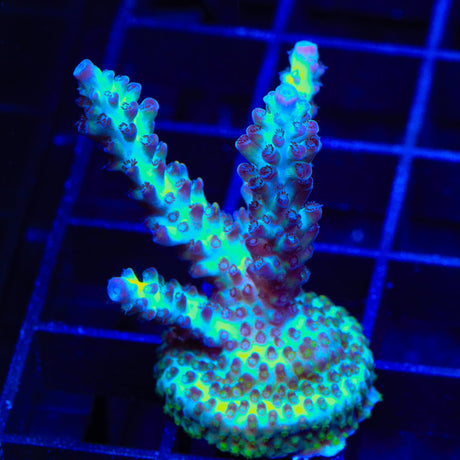 Greg Hillers Aqua Delight Acropora XL Frag Coral