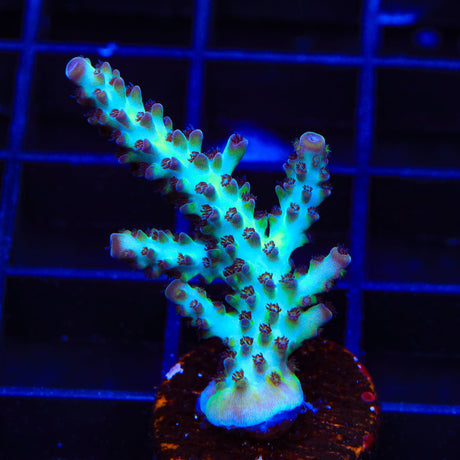 Greg Hillers Aqua Delight Acropora XL Frag Coral