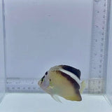 Griffis Angelfish
