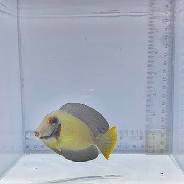 Half Black Mimic Tang (Acanthurus chronixis)