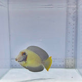 Half Black Mimic Tang (Acanthurus chronixis)