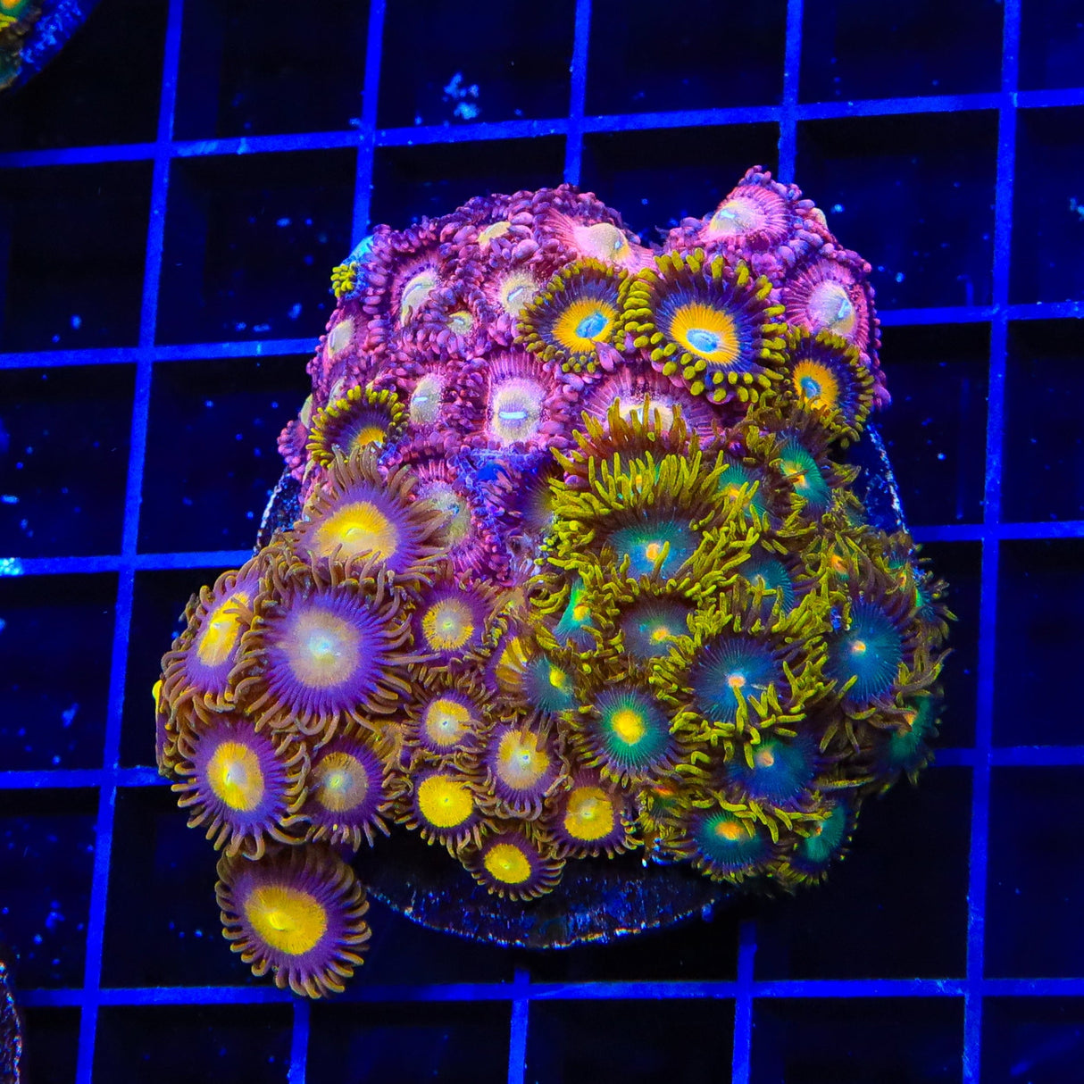 Halle Berry, Green Bay and King Midas Combo Zoanthids Coral