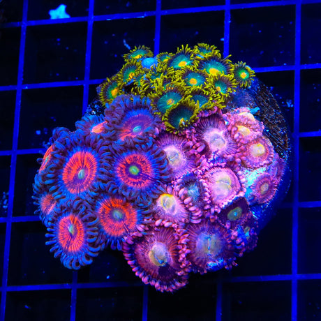 Halle Berry, Green Bay Packers and Godstopper Combo Zoanthids Coral