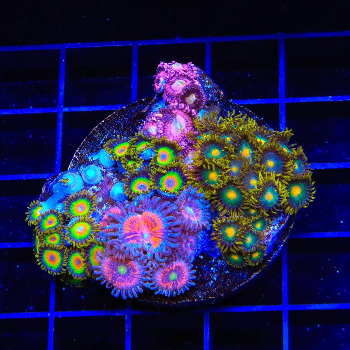 Halle Berry, Green Bay Packers and Rasta Combo Zoanthids Coral