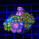 Halle Berry, Green Bay Packers and Rasta Combo Zoanthids Coral