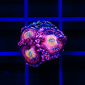 Halle Berry Zoanthids Coral