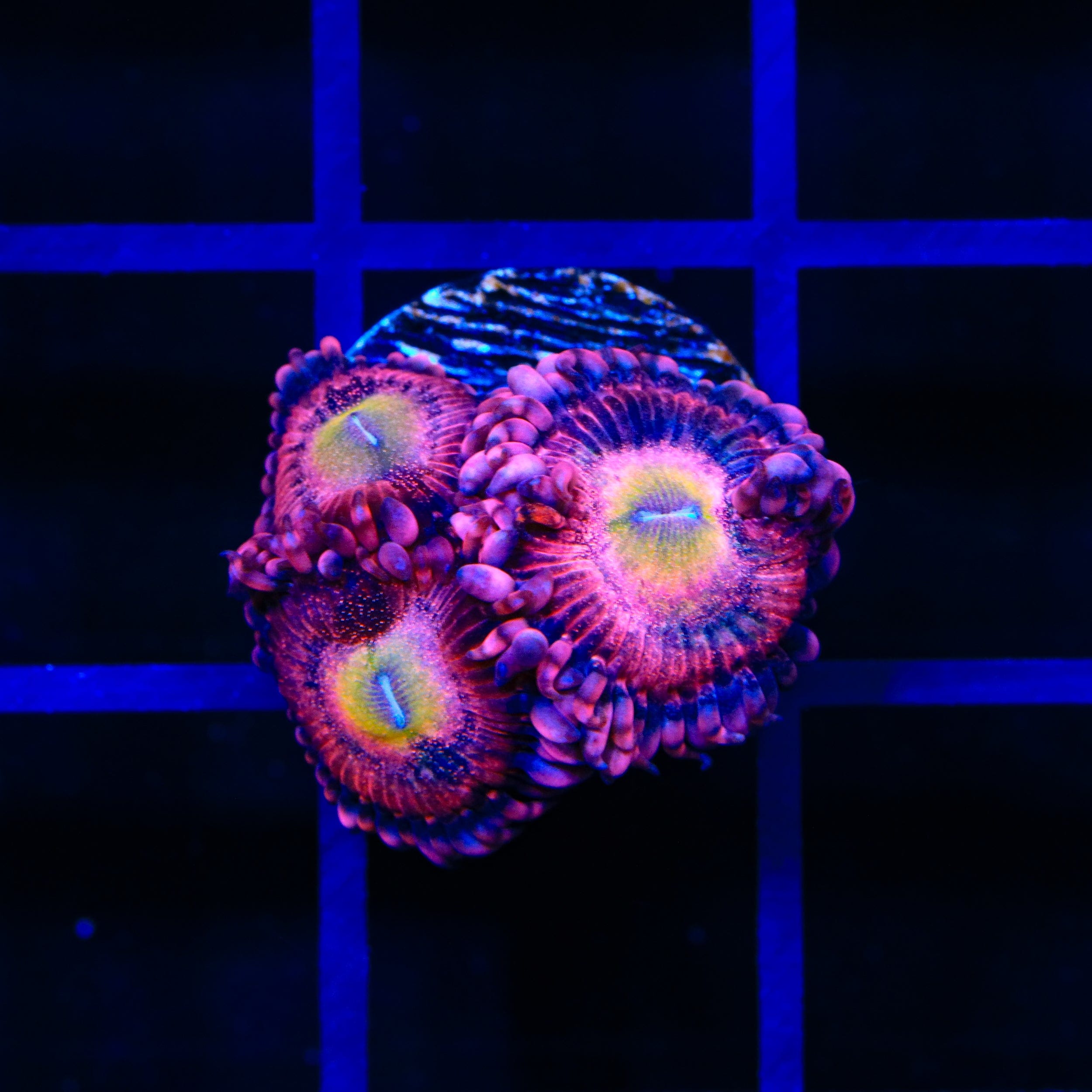 Halle Berry Zoanthids Coral