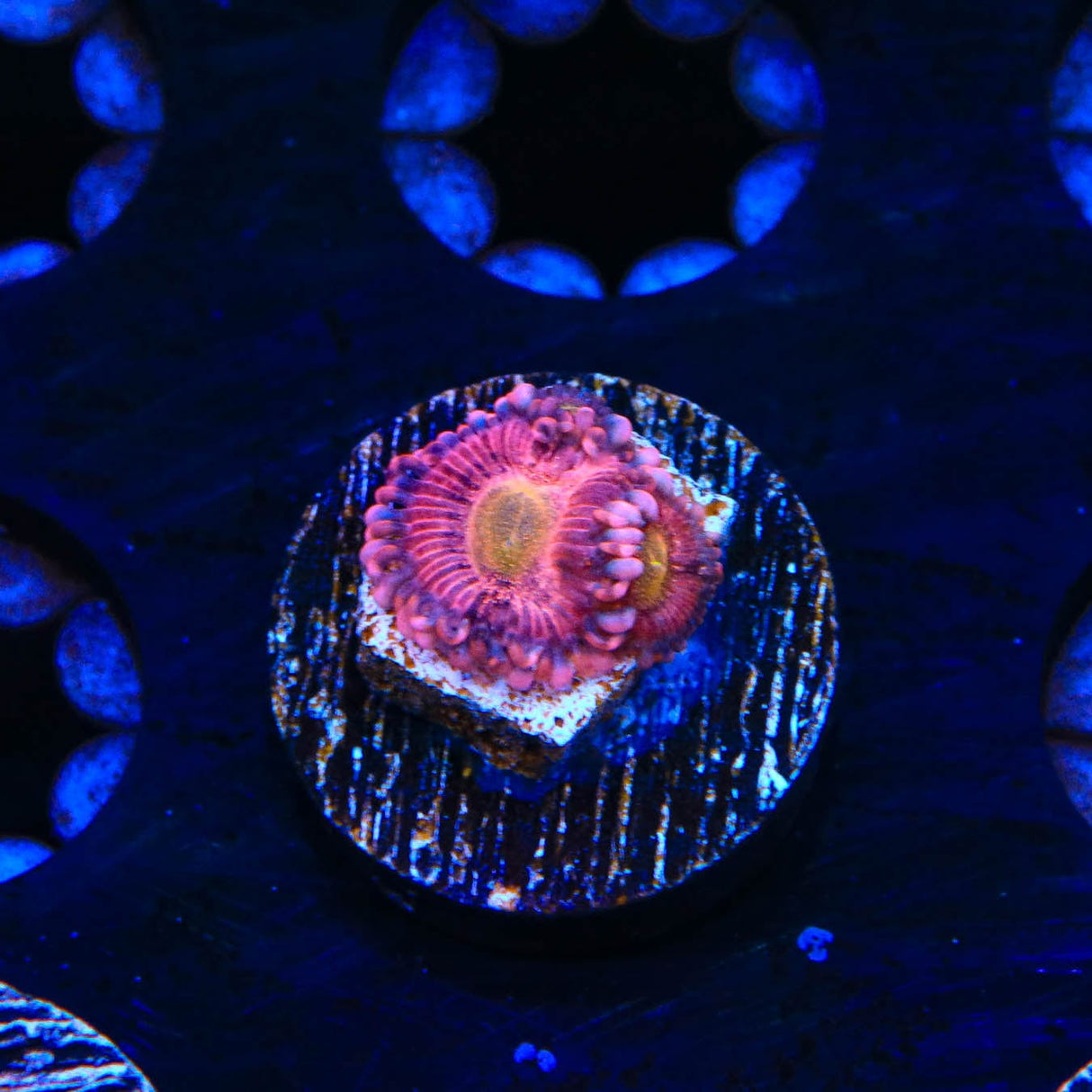 Halle Berry Zoanthids Coral