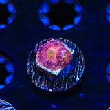 Halle Berry Zoanthids Coral