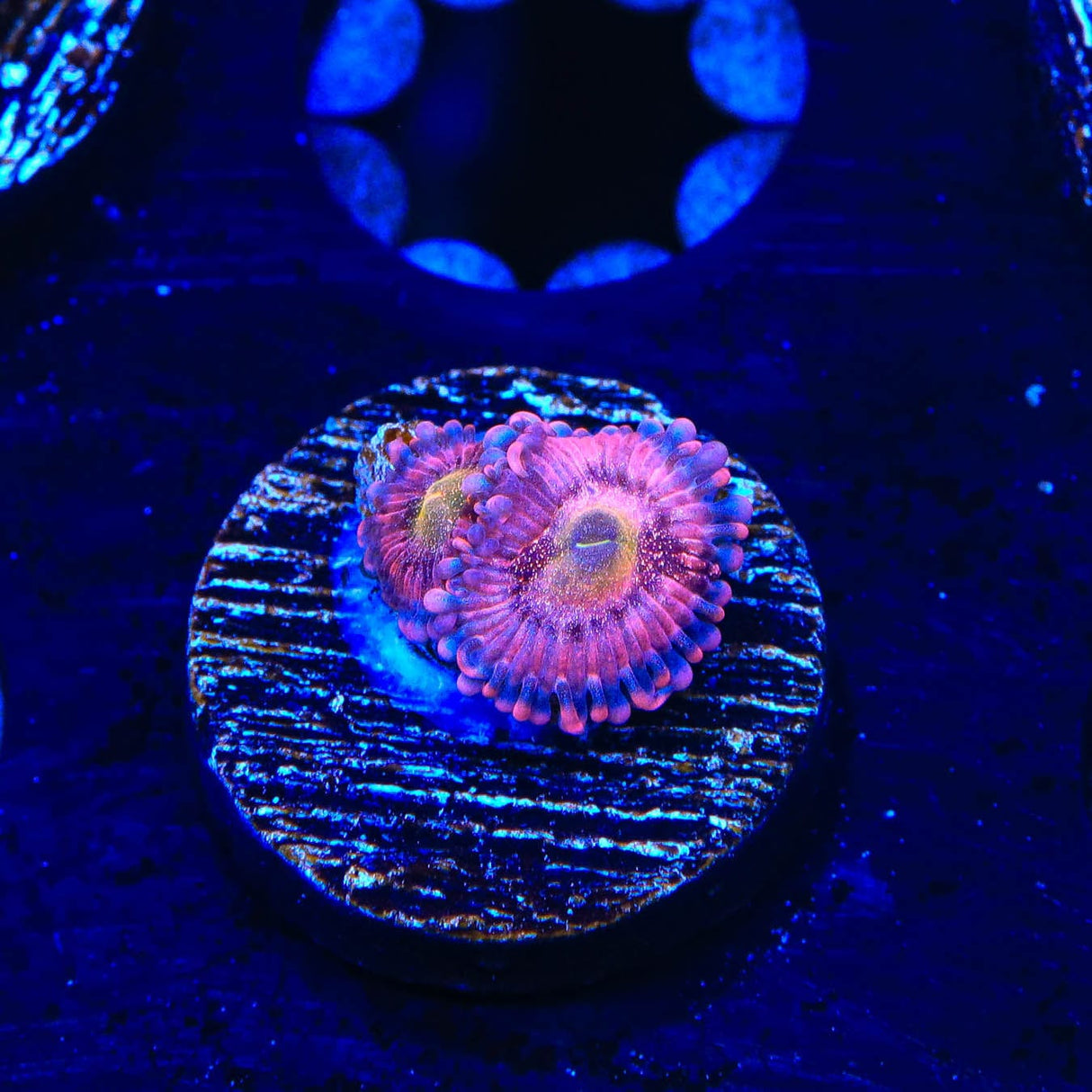Halle Berry Zoanthids Coral