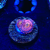 Halle Berry Zoanthids Coral