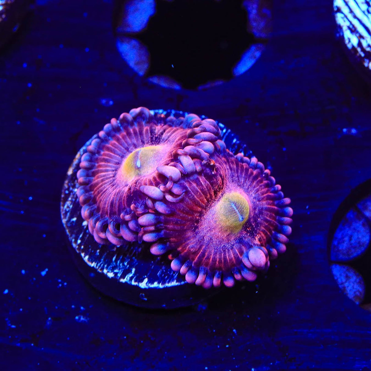 Halle Berry Zoanthids Coral