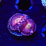 Halle Berry Zoanthids Coral